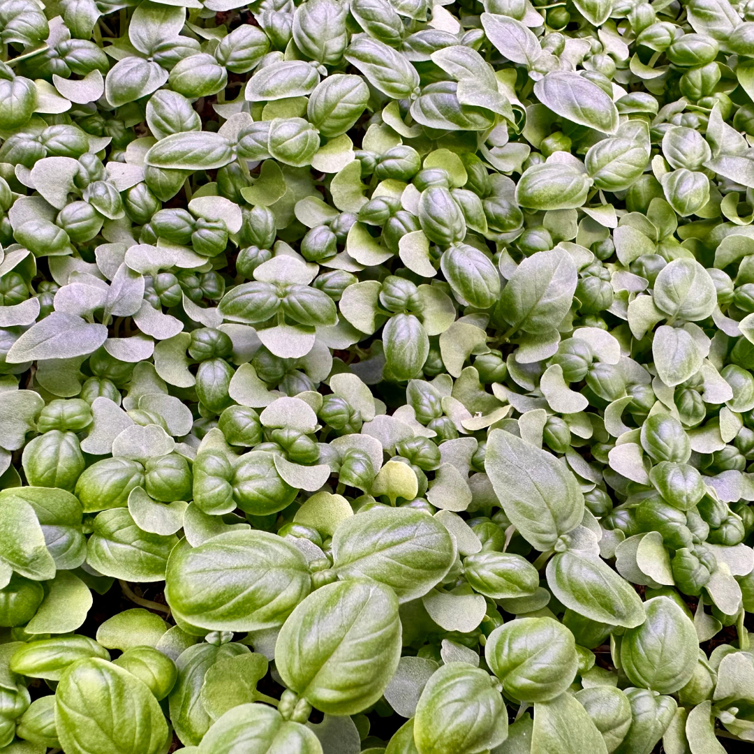 Micro Genovese Basil