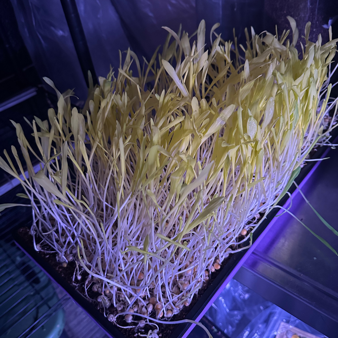 Sweet Corn Microgreens