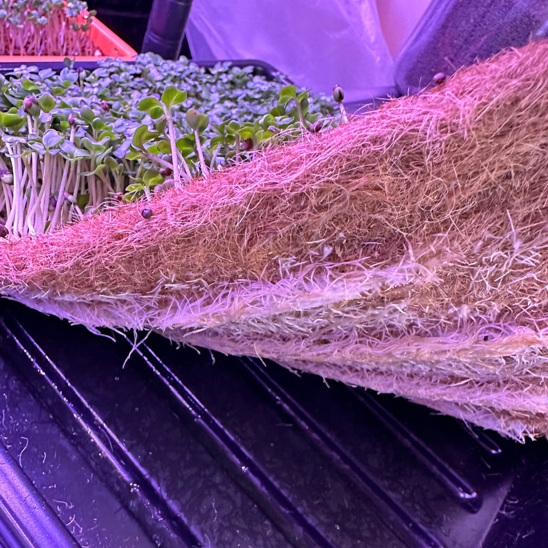 Grow at Home Microgreen Kit