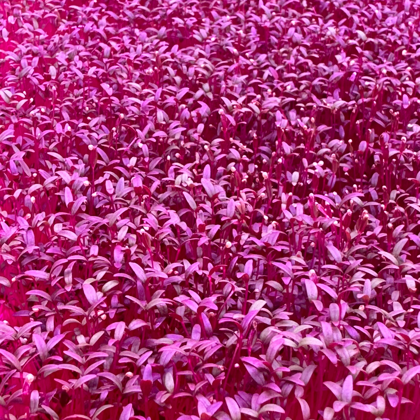 Red Garnet Amaranth Microgreens