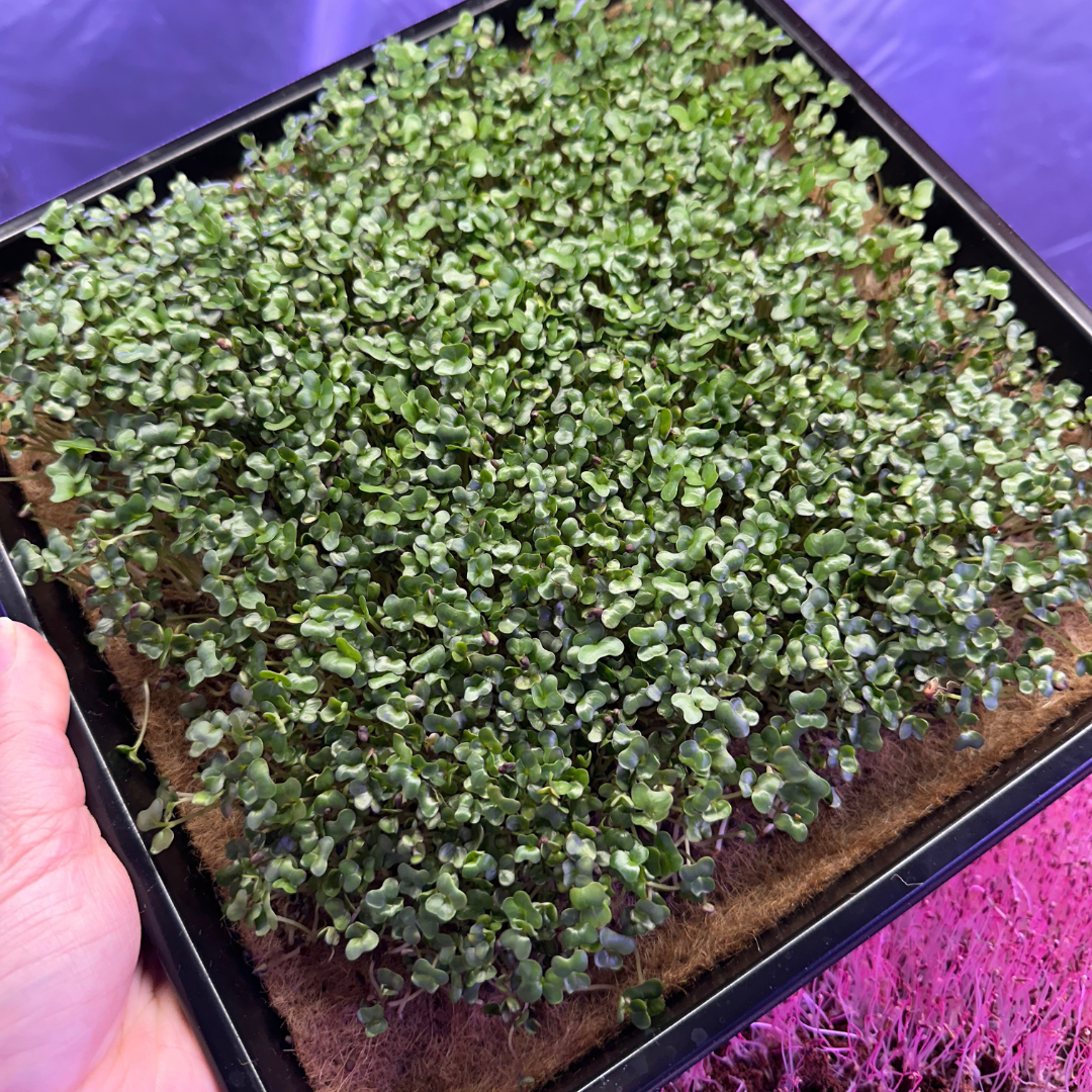 Grow at Home Microgreen Kit