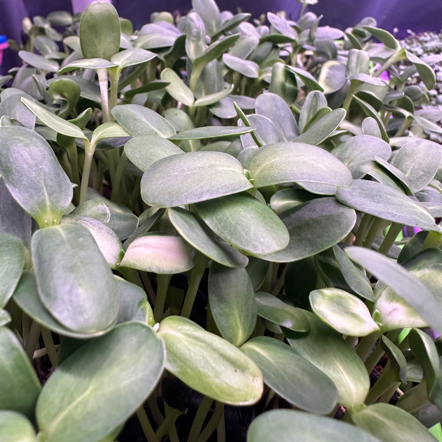 Sunflower Microgreens