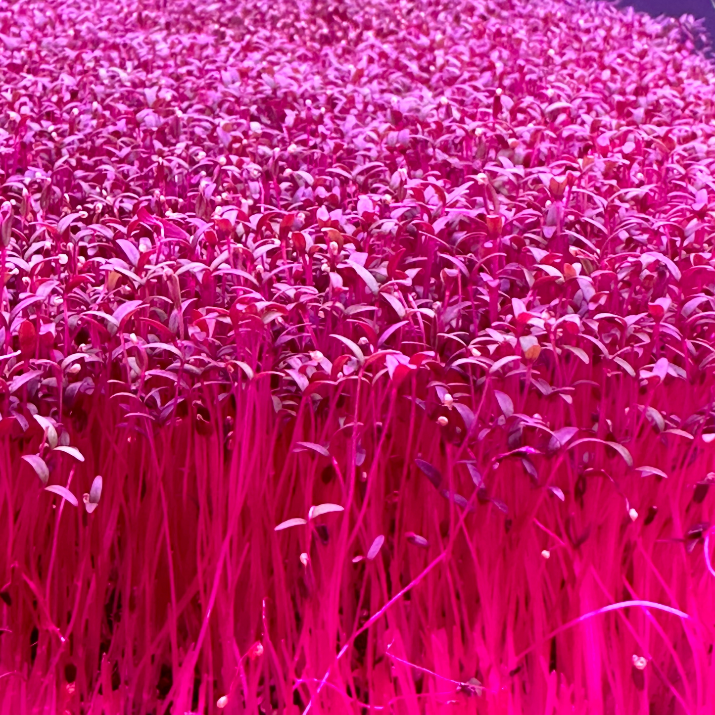 Red Garnet Amaranth Microgreens