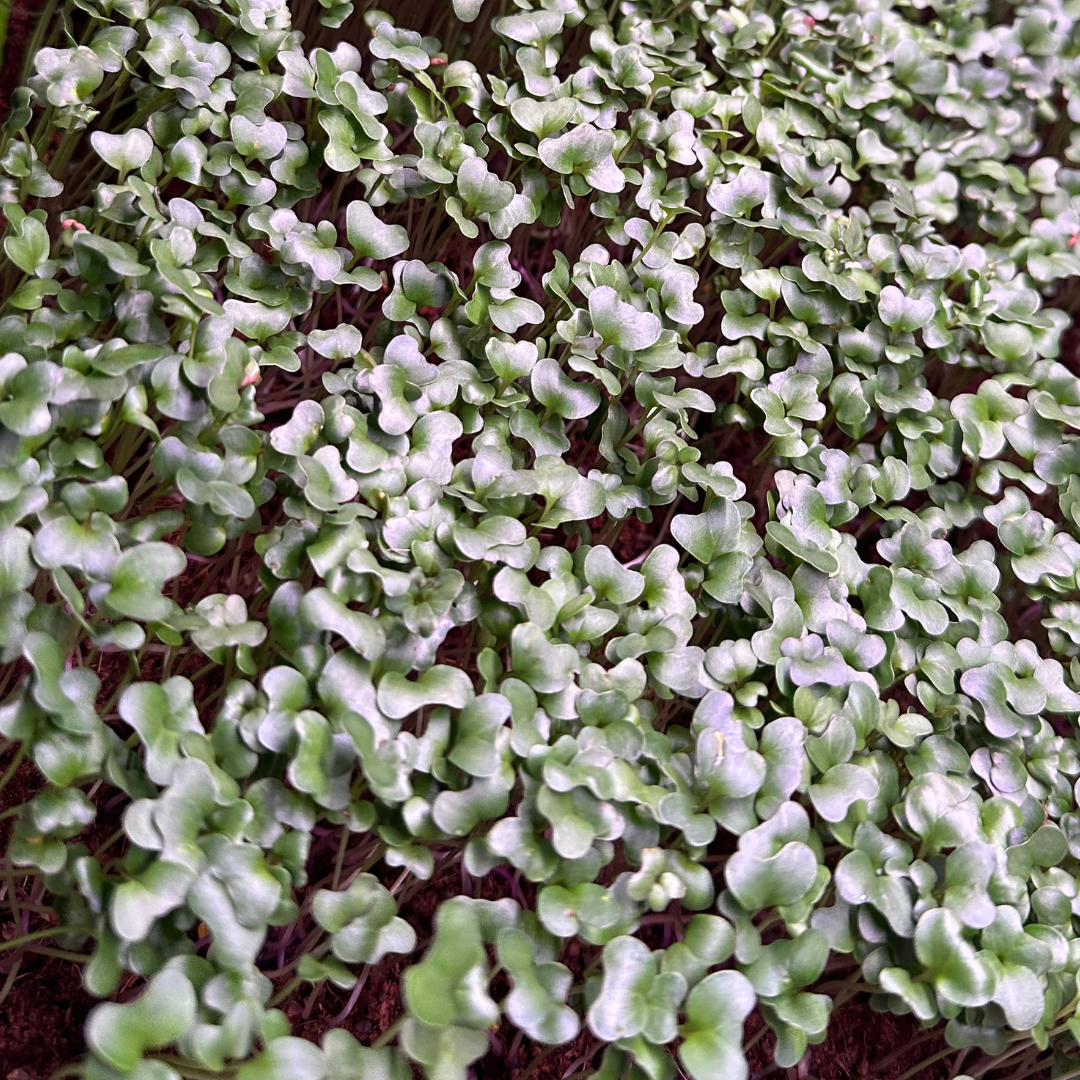 Broccoli Microgreens