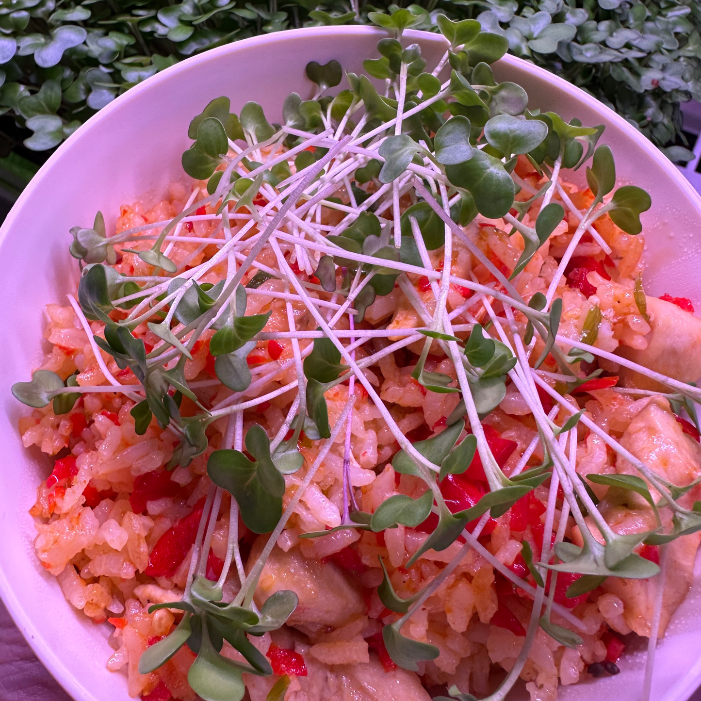 Golden Acre Cabbage Microgreens