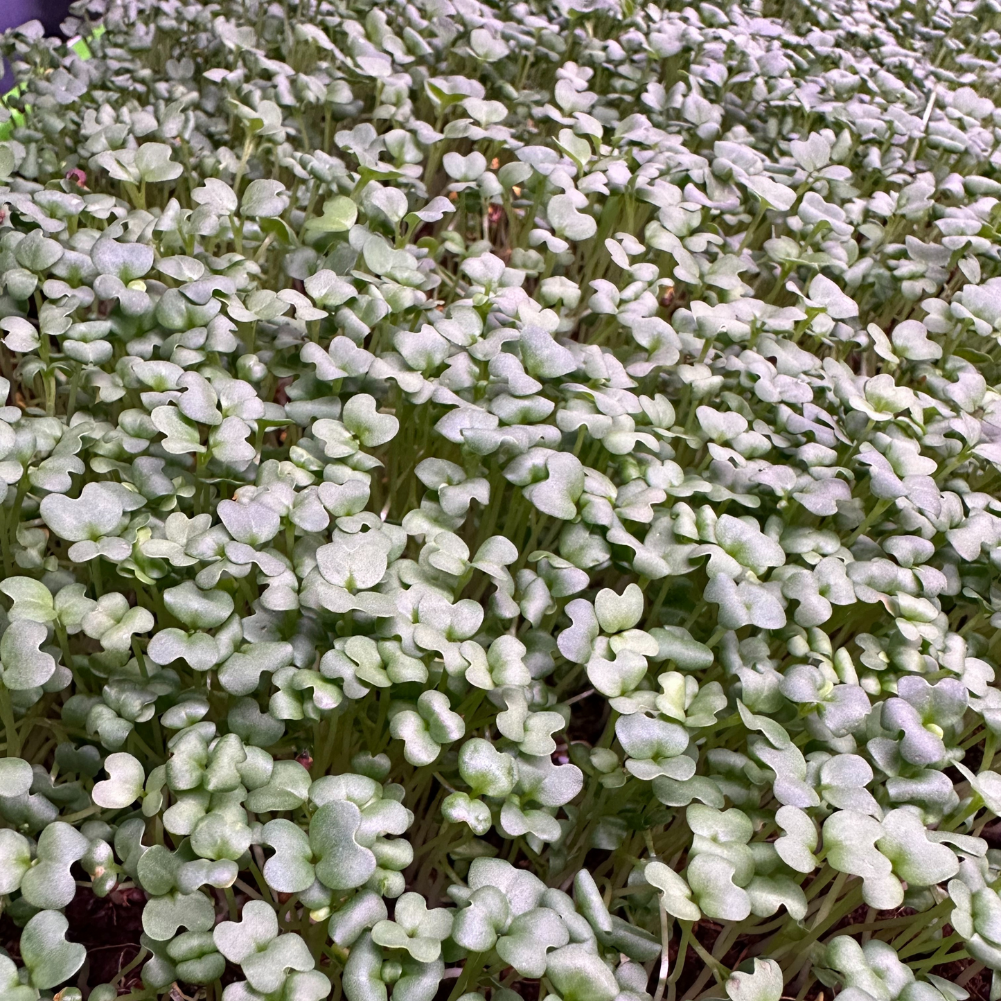 Spicy Oriental Mustard Microgreens