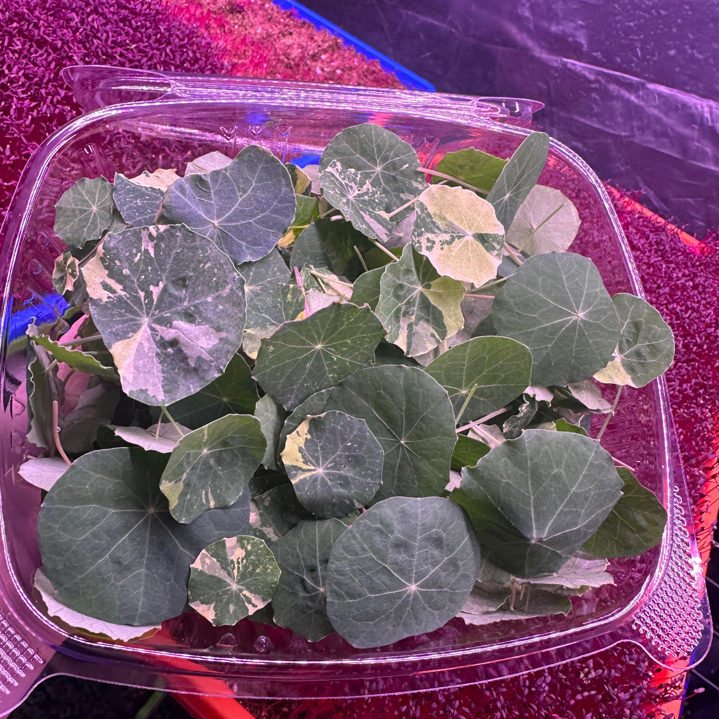 Nasturtium Microgreens