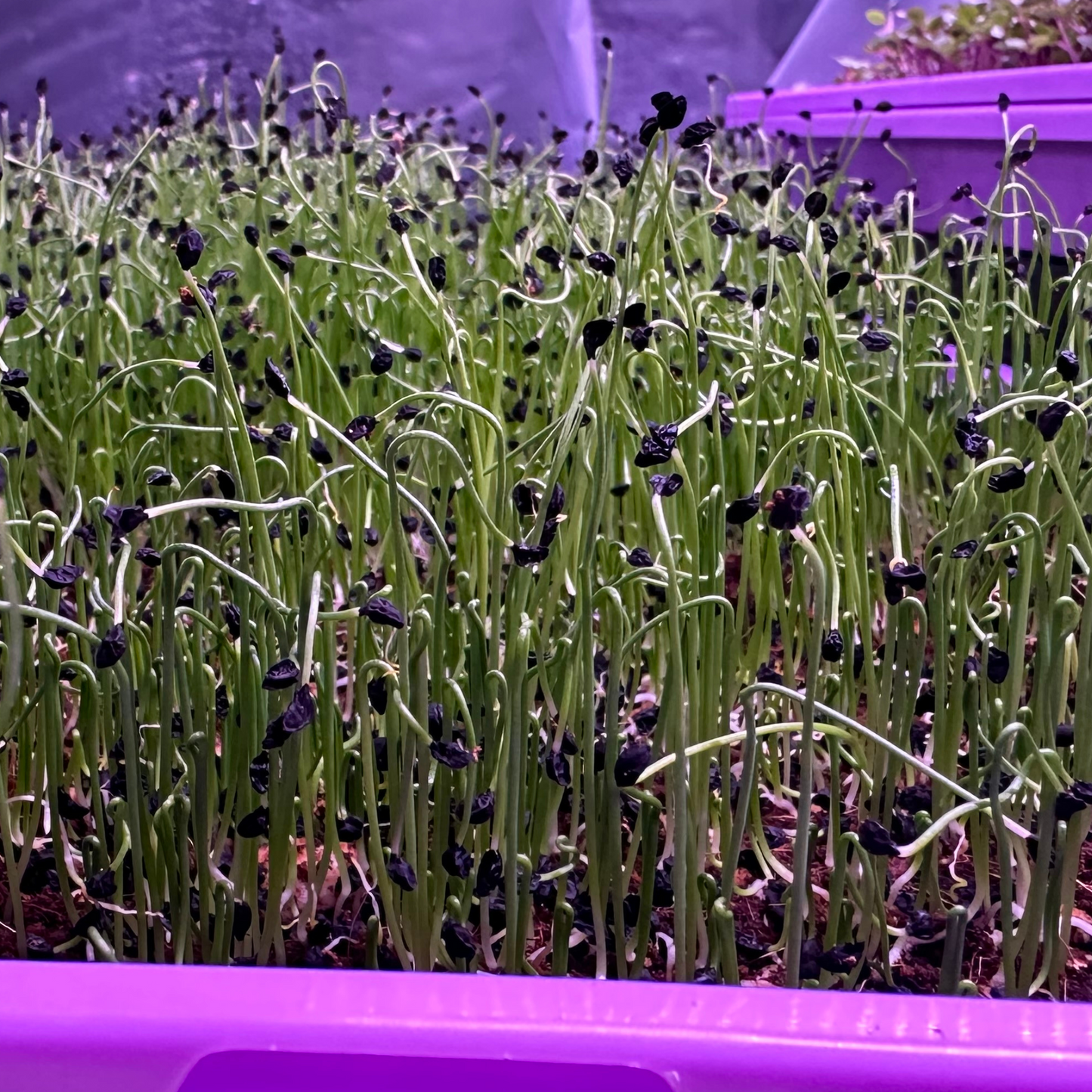 American Flag Leek Microgreens