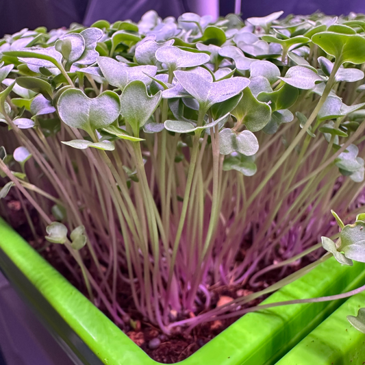 Broccoli Microgreens
