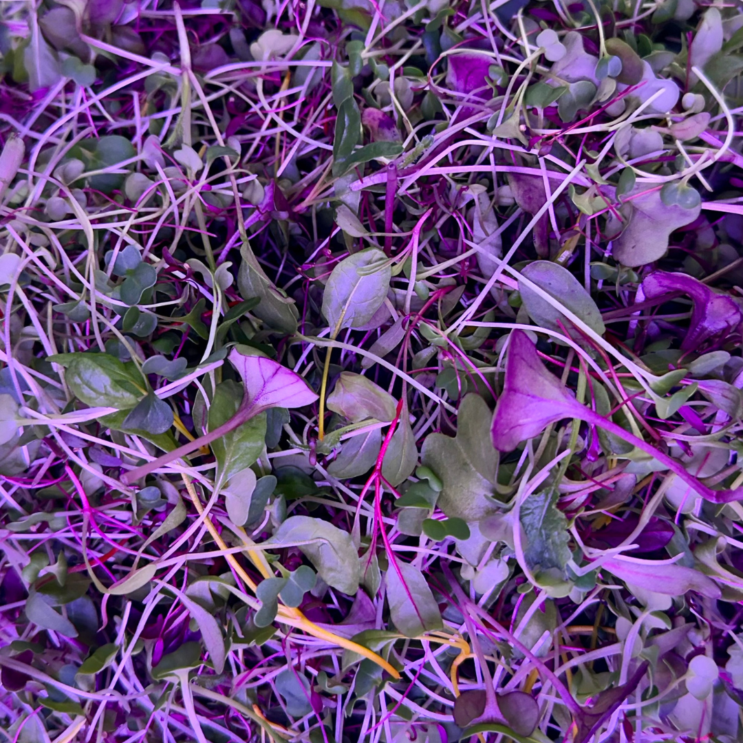 Harvest Microgreen Blend