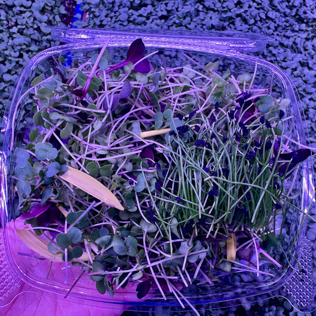 Savory Microgreen Blend