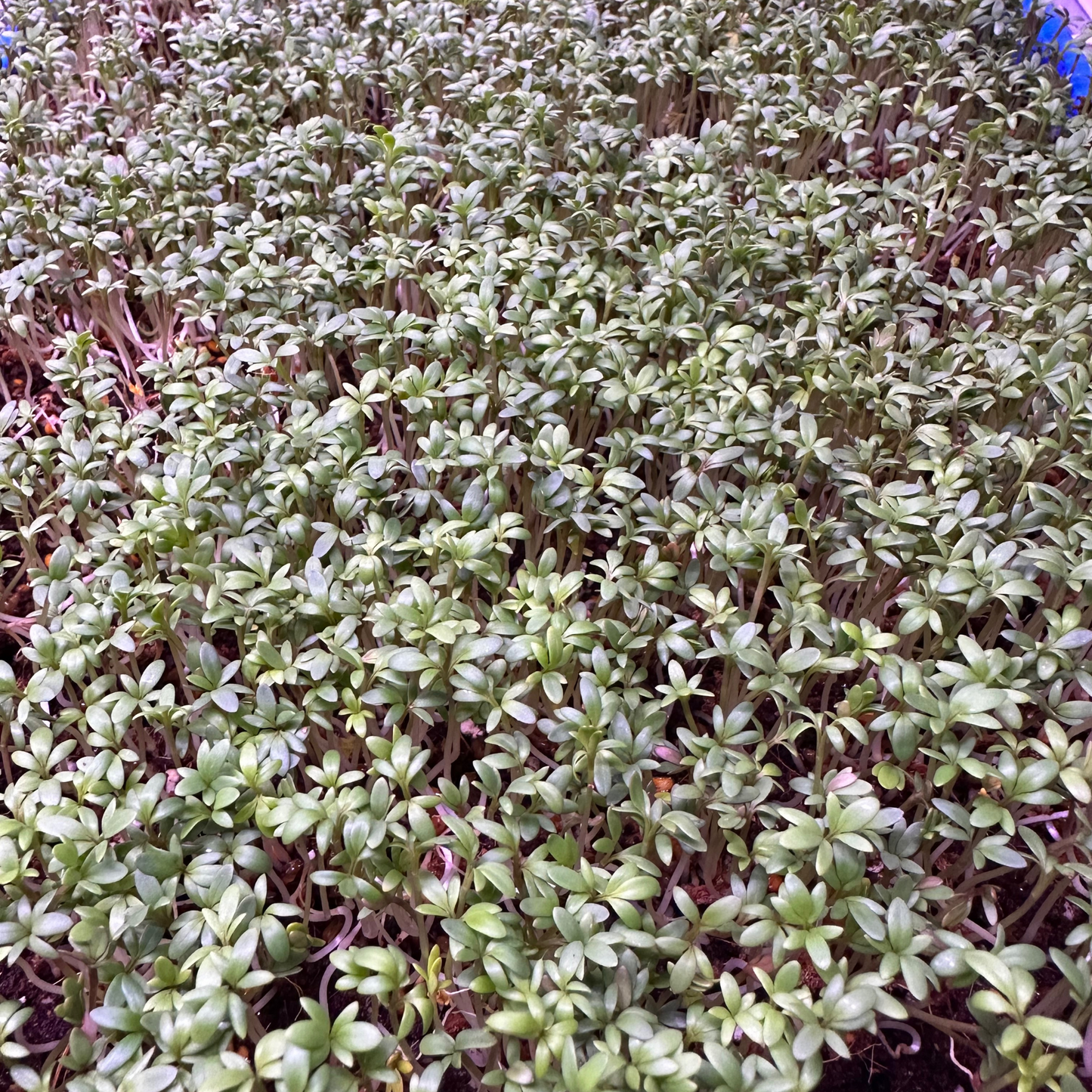 Garden Cress Microgreens