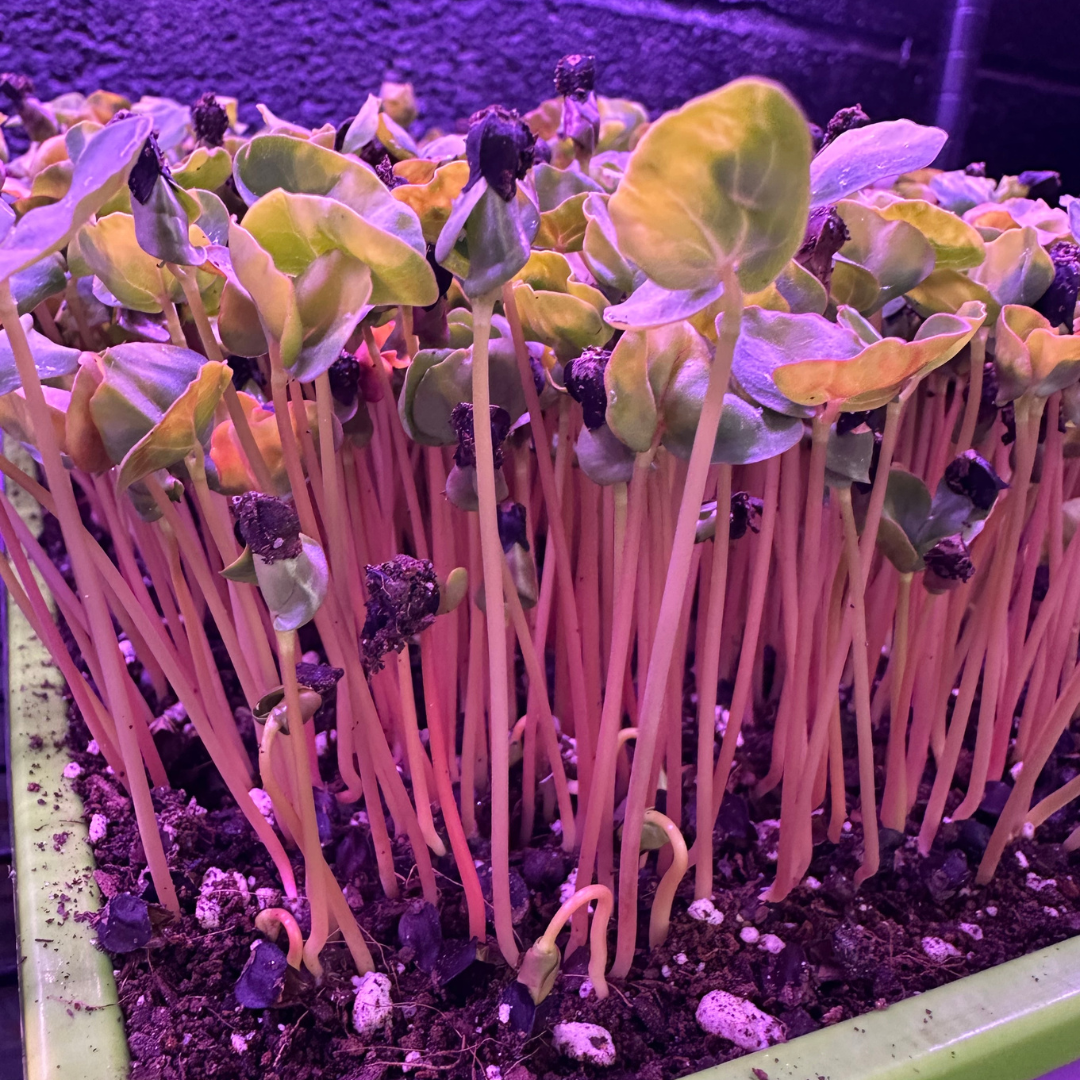 Buckwheat Microgreens