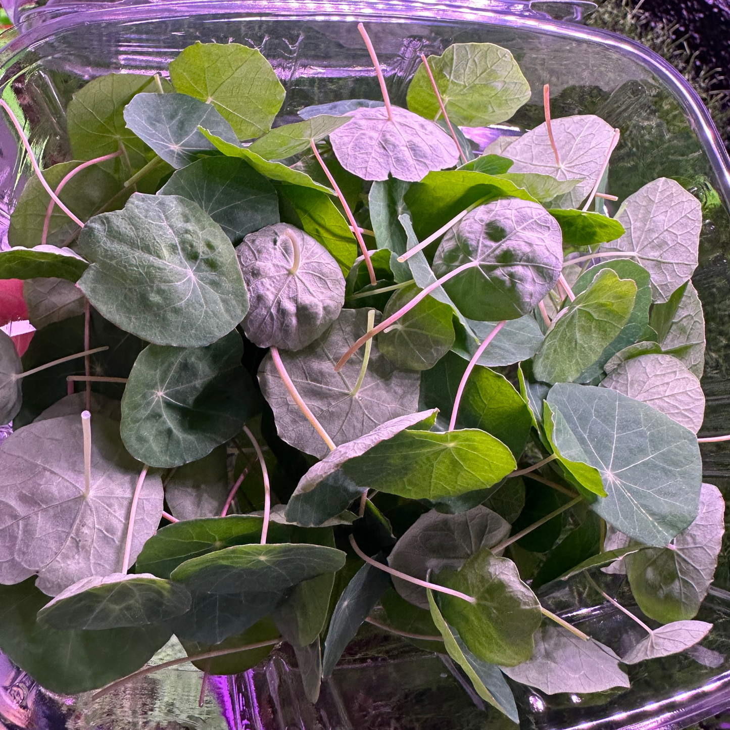 Nasturtium Microgreens