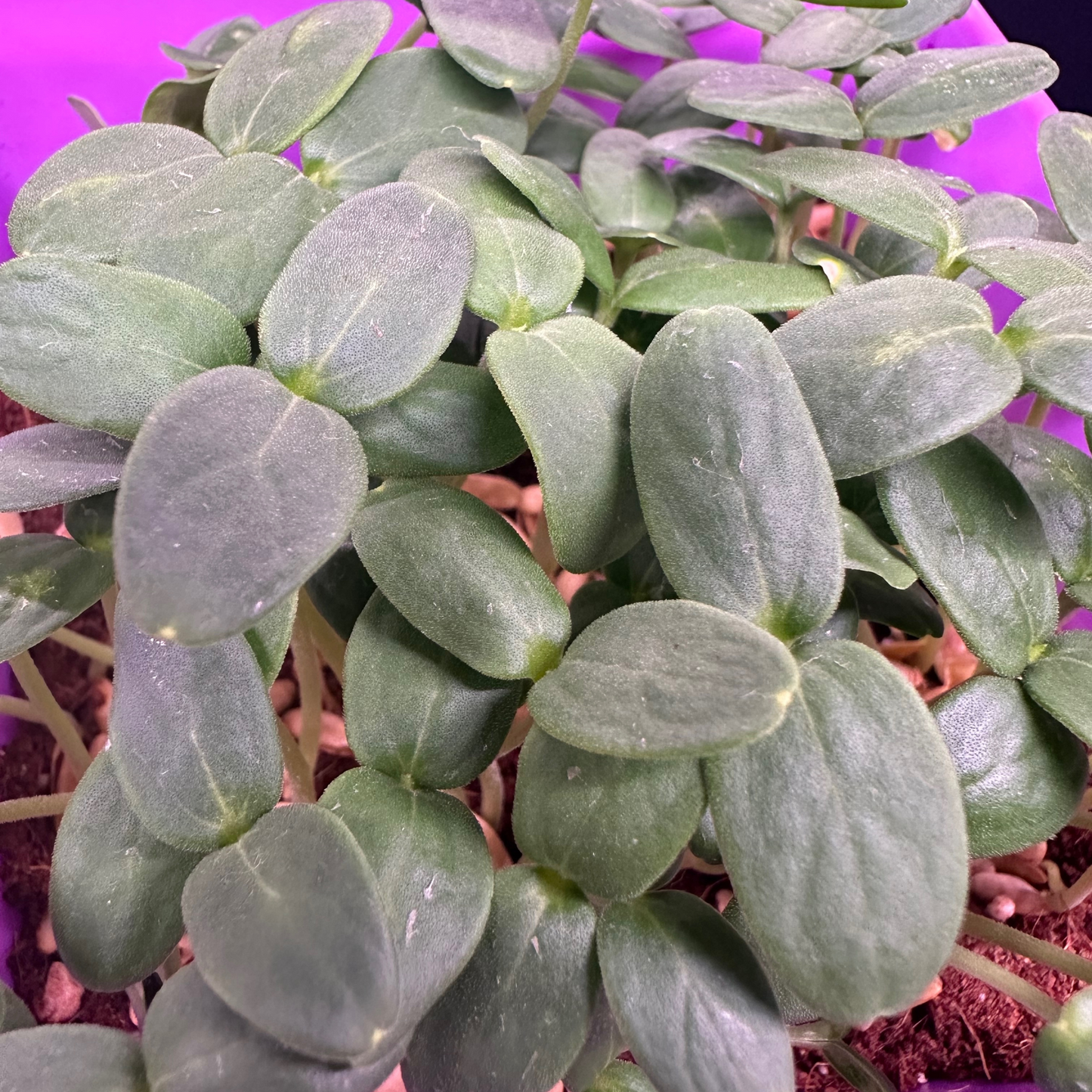Melon (Cantaloupe) Microgreens