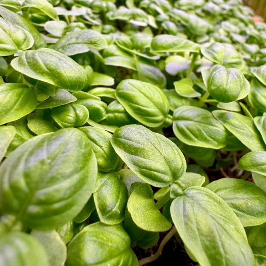 Micro Genovese Basil