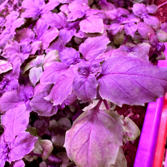 Micro Dark Opal Basil