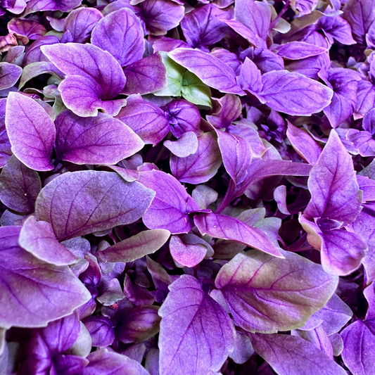 Micro Red Rubin Basil