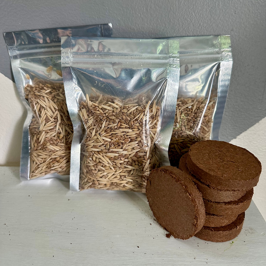 Grow at Home Pet Grass Refill Kit