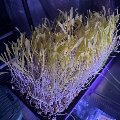 Sweet Corn Microgreens