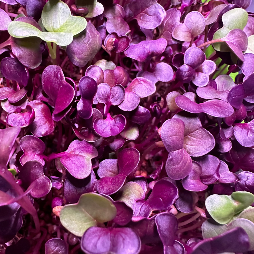 Rambo Radish Microgreens – The Itsy Bitsy Veggie Co.