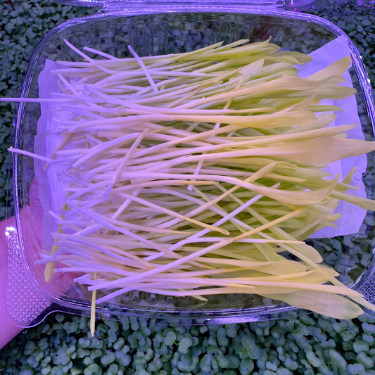 Sweet Corn Microgreens