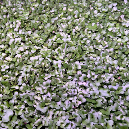 Golden Acre Cabbage Microgreens