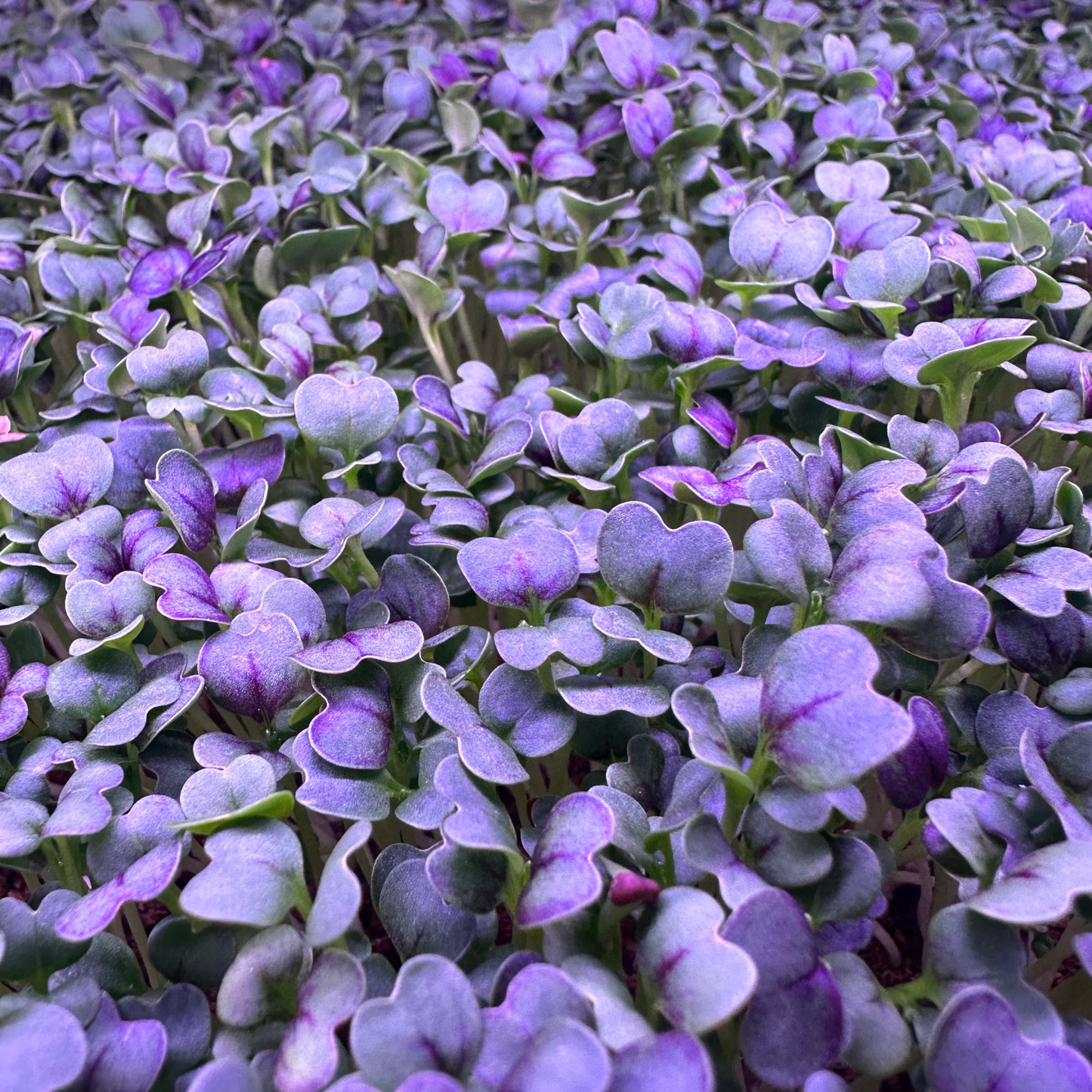 Red Tatsoi Mustard Microgreens