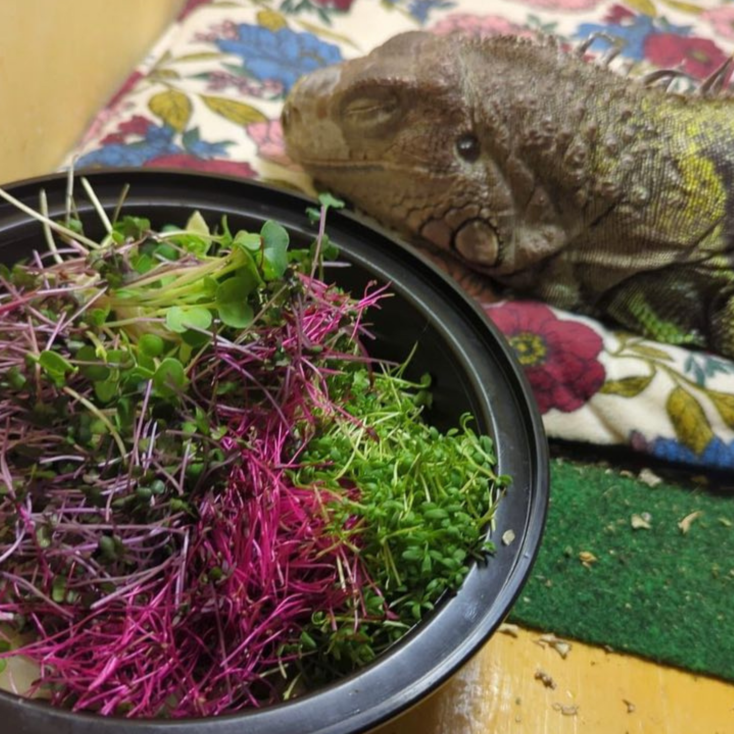 Red Cabbage Microgreens