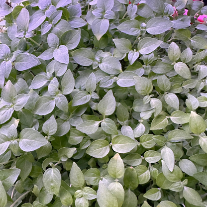 Micro Lemon Basil