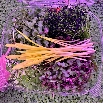 Sweet Corn Microgreens