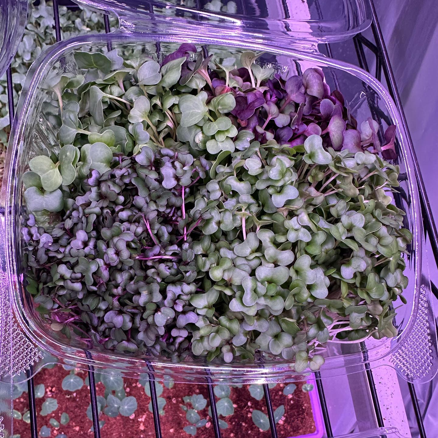 Farmers Choice Microgreen Blend