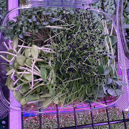 Farmers Choice Microgreen Blend