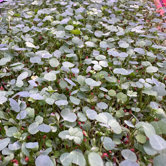 Alfalfa Microgreens