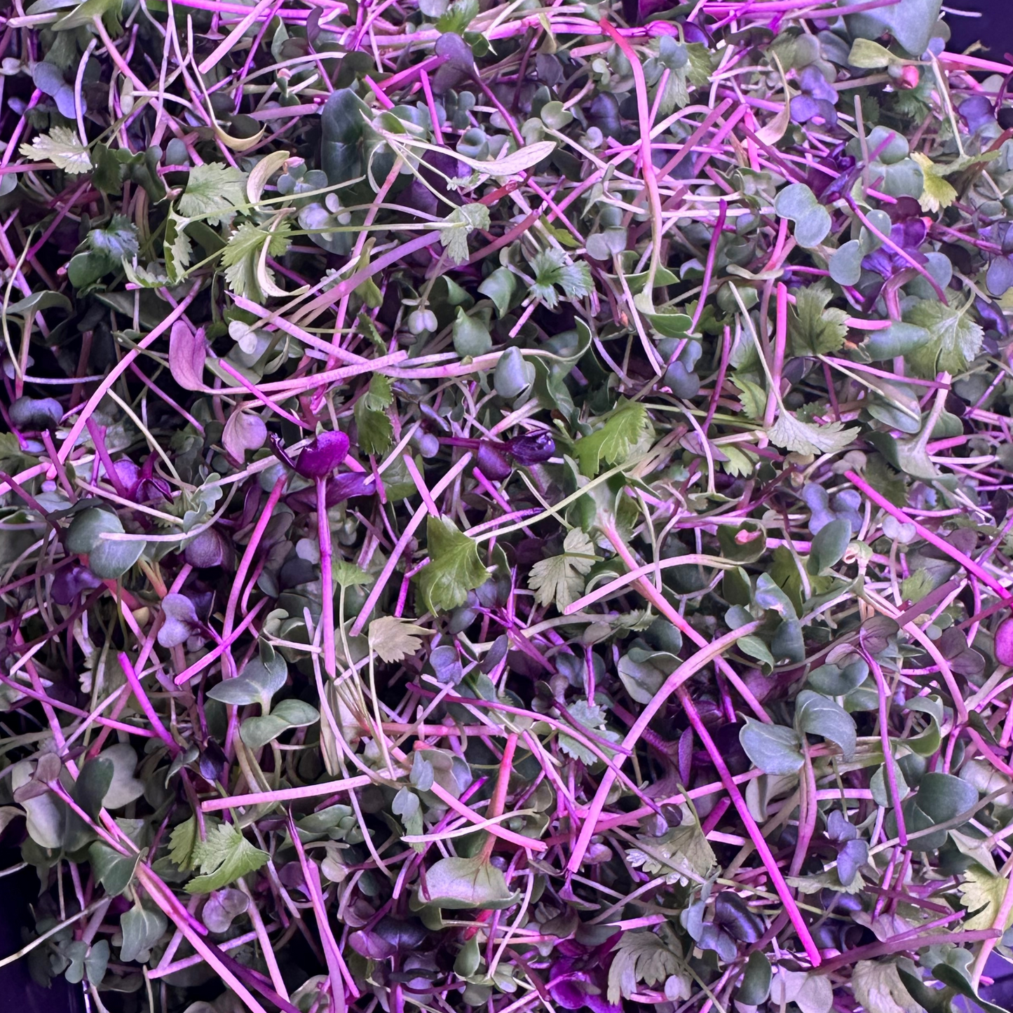 Fiesta Microgreen Blend