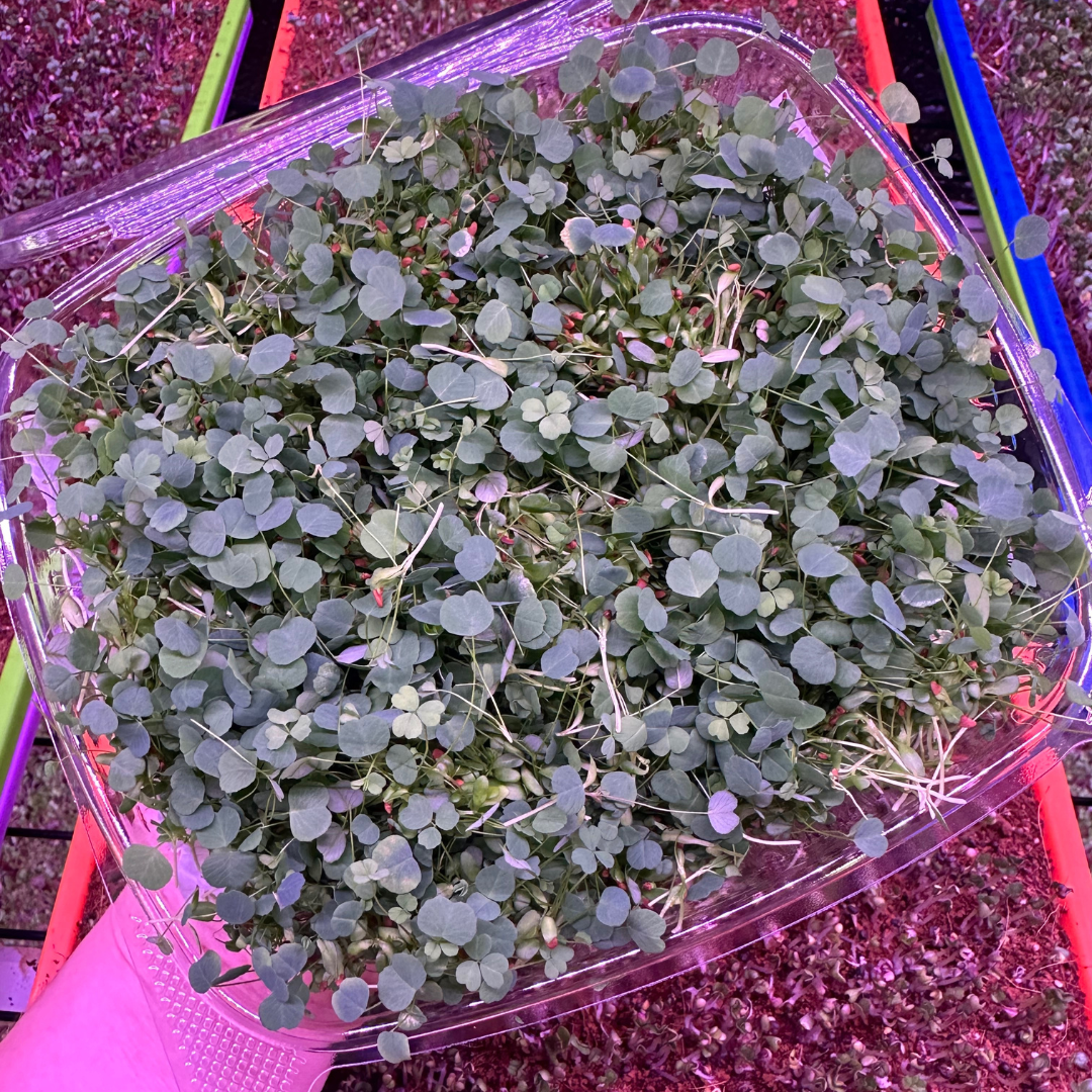 Alfalfa Microgreens