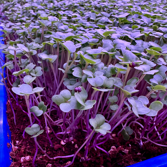 Collard Microgreens