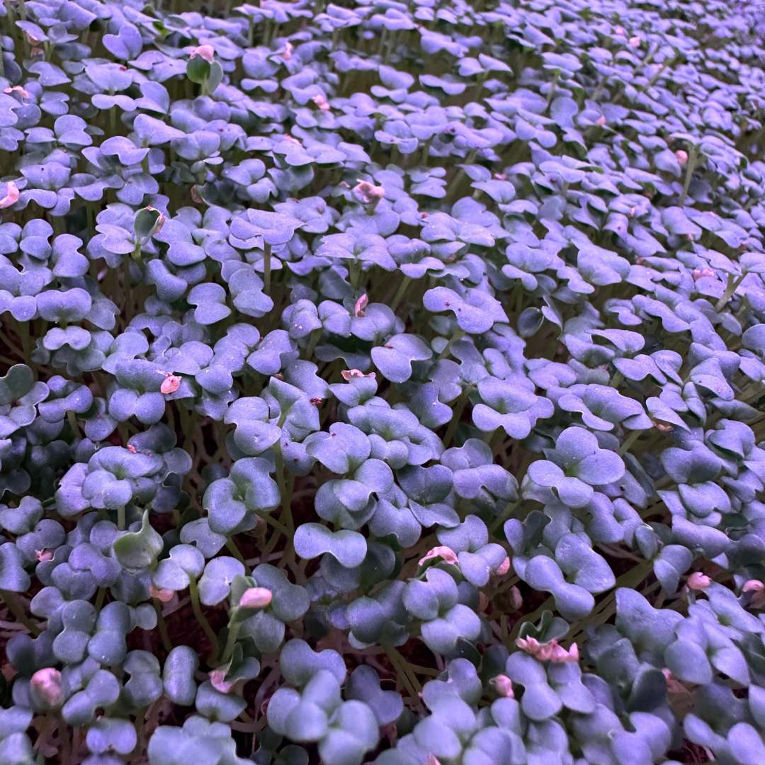 Wasabi Mustard Microgreens