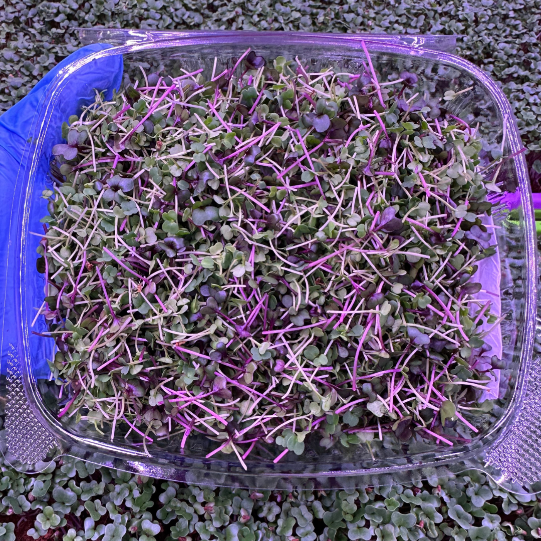 Arugula & Red Cabbage Microgreens