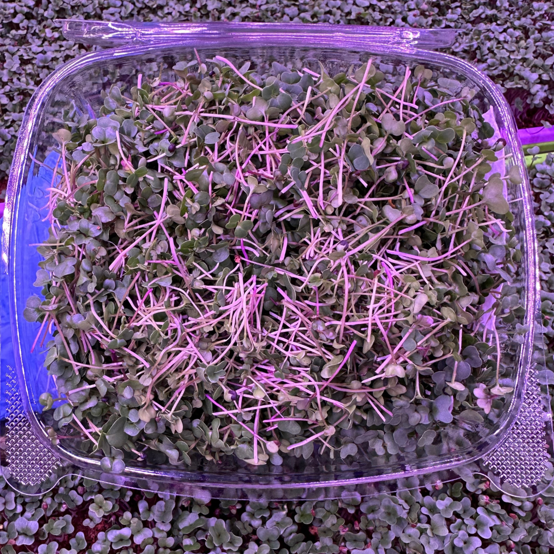 Spicy Salad Microgreen Blend