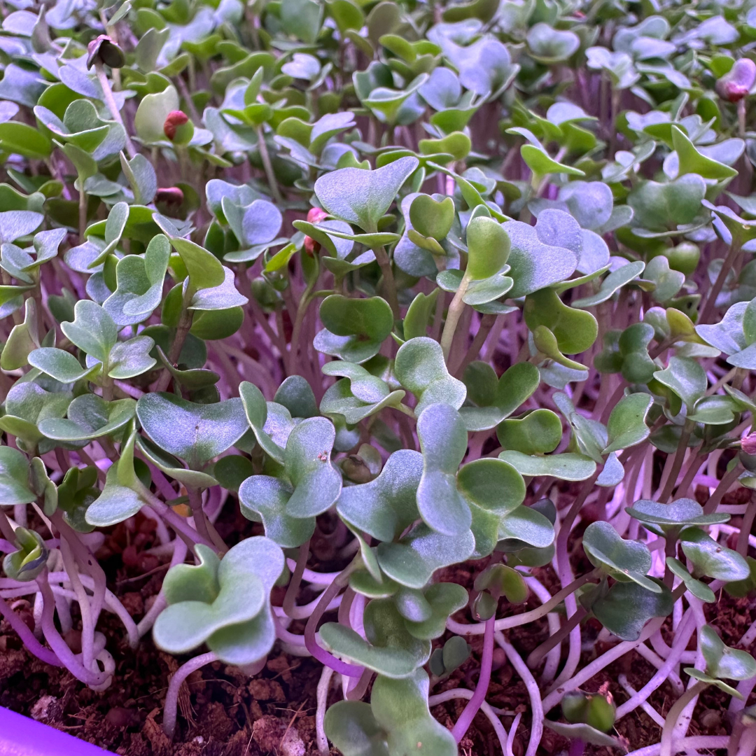 Brussels Sprout Microgreens