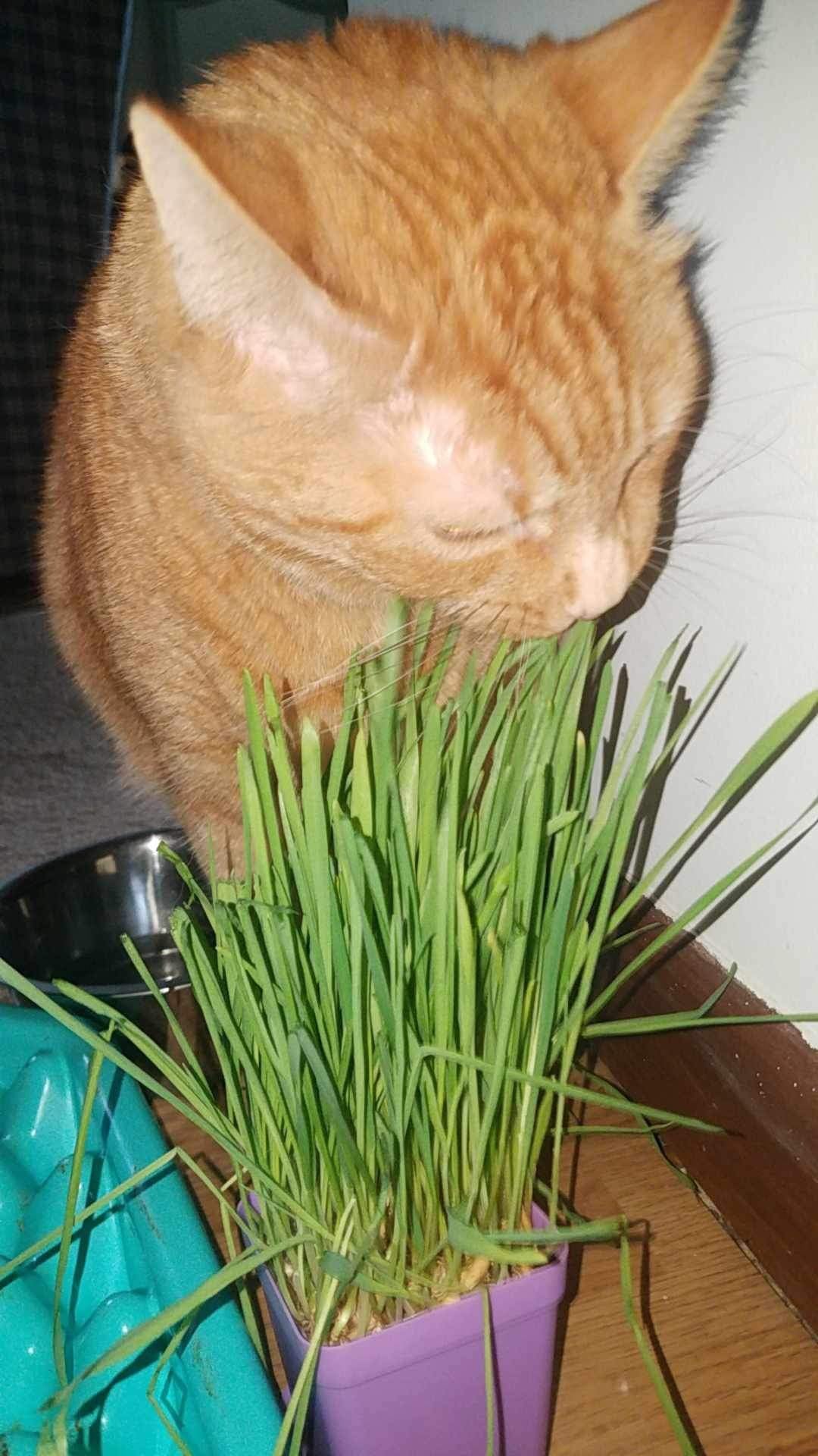 Pet Grass