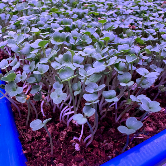 Arugula Microgreens