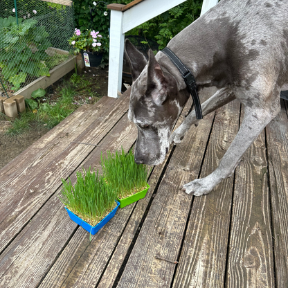 Pet Grass