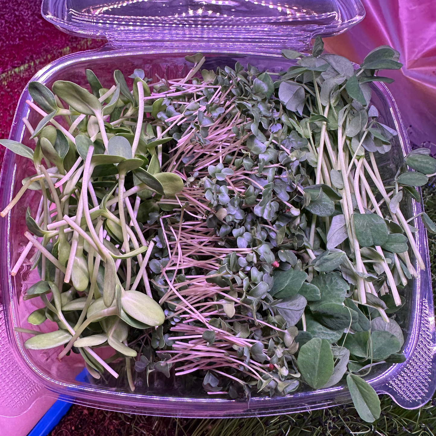 Protein Packer Microgreen Blend