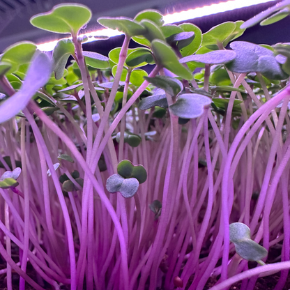 Red Russian Kale Microgreens