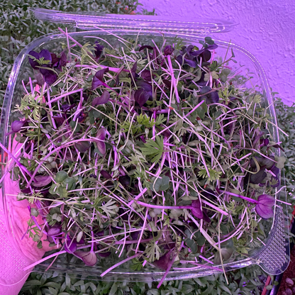 Spring Vitality Microgreen Blend