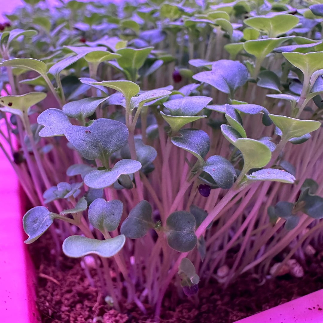 Micro Turnips Turnip Microgreens – The Itsy Bitsy Veggie Co.