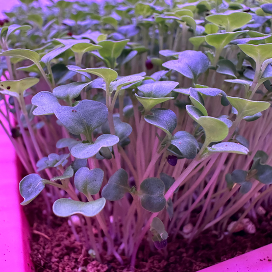 Turnip Microgreens