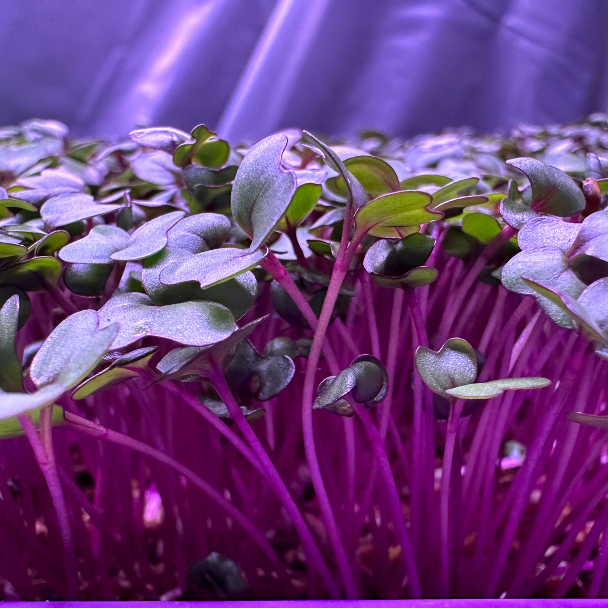 11+ Red Cabbage Microgreen Red Cabbage Microgreens - Vibrant & Packed with Nutrients – The Itsy